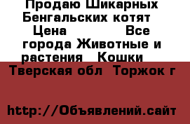 Продаю Шикарных Бенгальских котят › Цена ­ 17 000 - Все города Животные и растения » Кошки   . Тверская обл.,Торжок г.